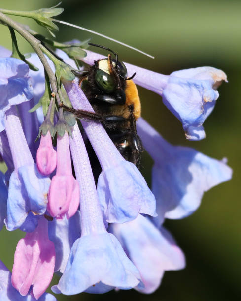 istock Carpenter Bee on Virginia Bluebells II 1401364049