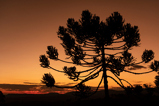 The sunset colors with the araucaria tree at the Serra Catarinense south region of Brazil