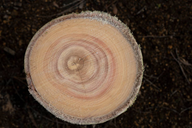 cernes d’arbres d’une bûche d’eucalyptus - eucalyptus wood photos et images de collection
