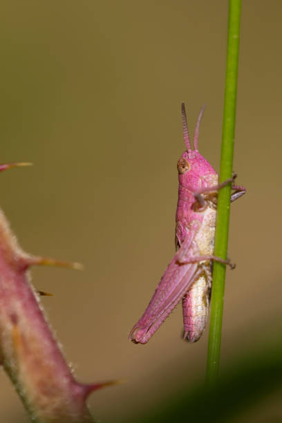 pink grasshopper with erythrism clinging to a grass. genetic mutation, camouflage problems. unique individuals. Copy space. Macro photography