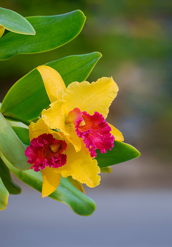 Close up of yellow and red Cattleya orchids (Potinara Susan fender) are blooming with green leaves on blurred background in vertical frame