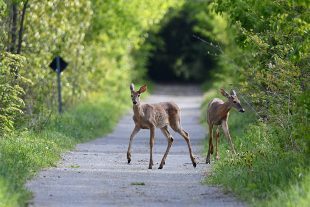 istock White Tailed Deer doe and buck 1401365726