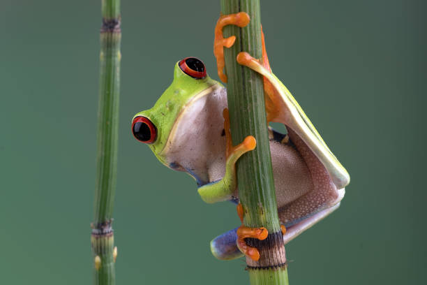 Red_eyed tree frog in bamboo tree stock photo