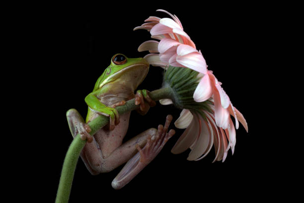 sapo-árvore malaio empoleirado em flor vermelha - 11911 - fotografias e filmes do acervo