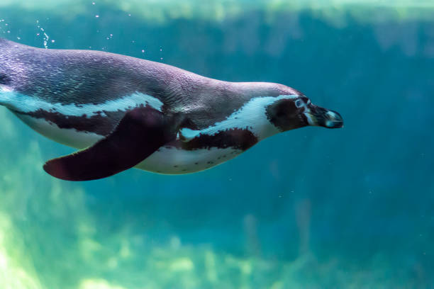 pingüino de humboldt de cerca - nobody beak animal head penguin fotografías e imágenes de stock