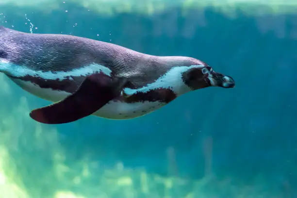 Photo of Humboldt Penguin close up