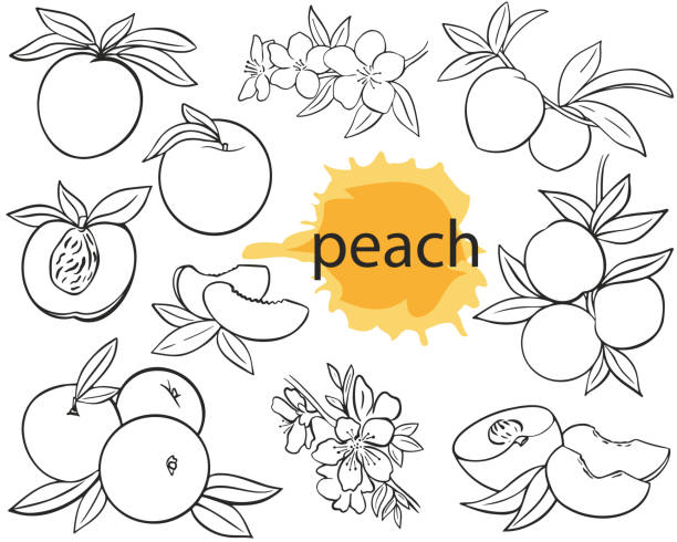 ilustraciones, imágenes clip art, dibujos animados e iconos de stock de juego de melocotones dibujado a mano grabado vintage ilustración vectorial aislada - nectarine peaches peach abstract