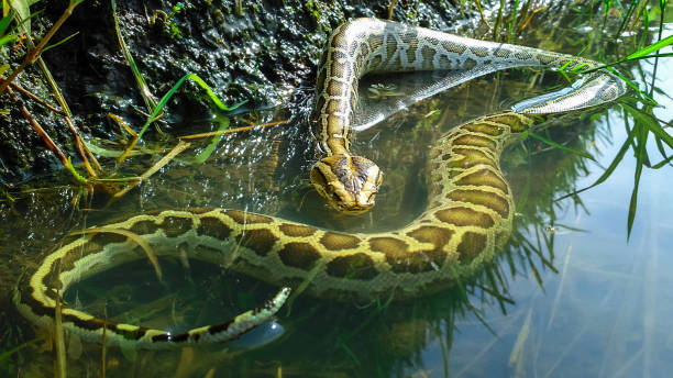 istock Snake (burmese python) is crawling on wood and looking at camera 1401368988