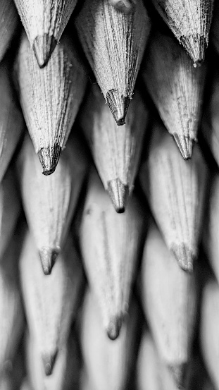 close up of pencil bunch black and white stock photo