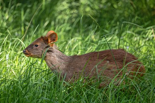 The southern pudu (Pudu puda) in the grass, South American deer in the family Cervidae, native to the Andes of Chile and Argentina.