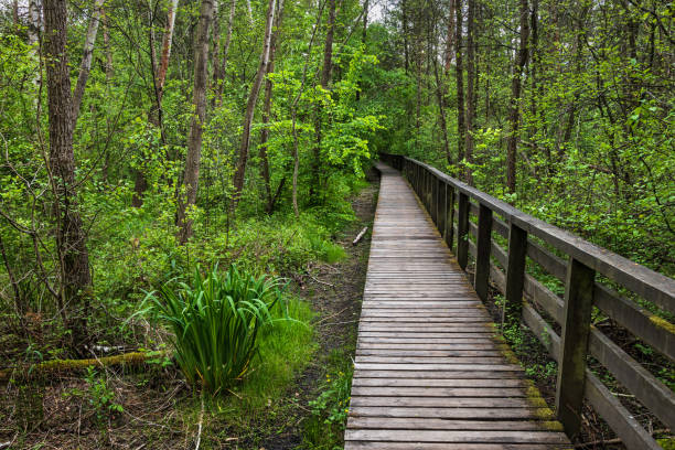 istock Wooden Path Through Marshes In Kampinos Forest 1401370235
