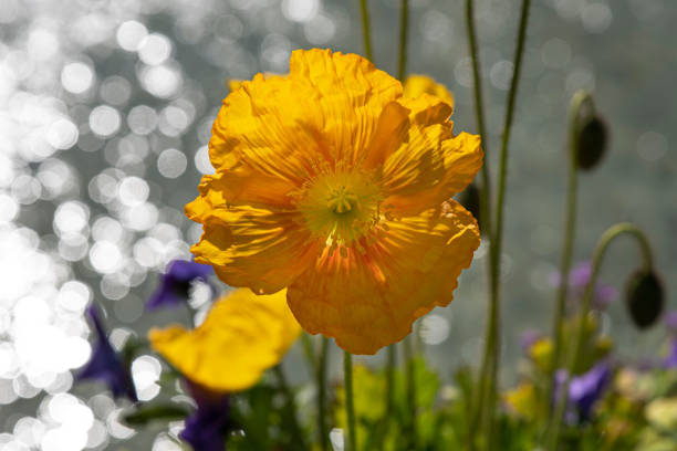 California Poppy, golden poppy, California sunlight or cup of gold.  Eschscholzia californica. Eschscholzia. californica subsp. californica var. californica. Papaveraceae. Salt Point State Park, Sonoma county, California.