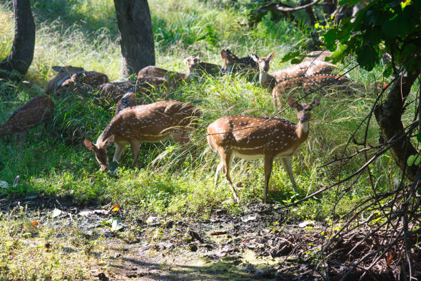istock Spotted Deer or Chital in a national park in India 1401372987
