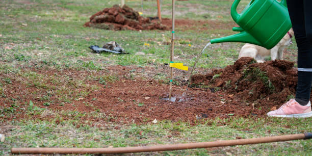 istock Woman watering newly planted tree 1401373274