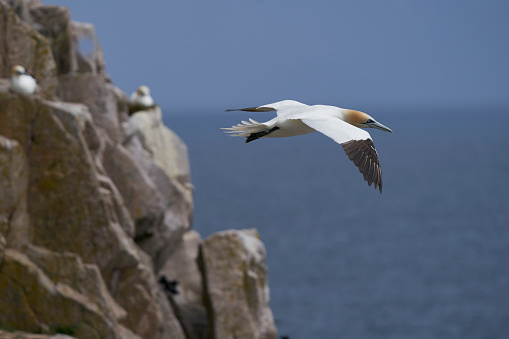 Gannet (Morus bassanus) coming in to land at a gannet colony on Great Saltee Island off the coast of Ireland.