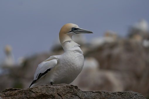 Pelican on the beach in Australia