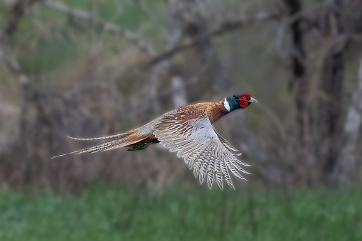 Ring-necked Pheasant rooster (male) flying with forest background in rural Montana river bottom in northwestern USA.