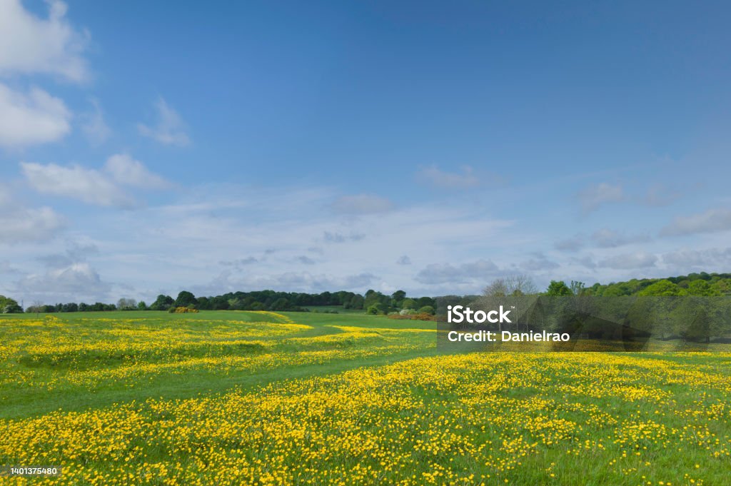 Open pasture with flowering buttercups and flanked by trees under blue sky. Beverley, UK. View across open public pasture with green grass and flowering wild buttercups flanked by trees all under beautiful blue sky with clouds on the Westwood, Beverley, Yorkshire, UK. Beauty Stock Photo