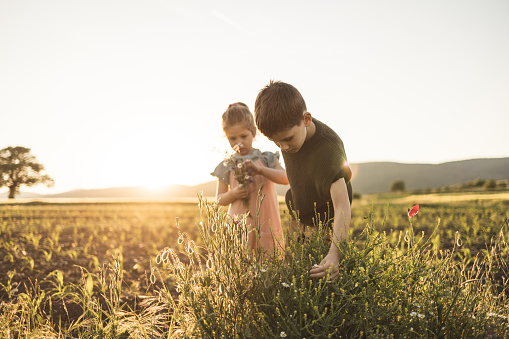 Two kids, brother and his little sister having fun together on a field outdoors in sunset. They are picking flowers.
