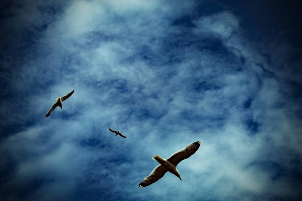 istock Seagulls flying over the sky at Llandudno Promenade 1401375862