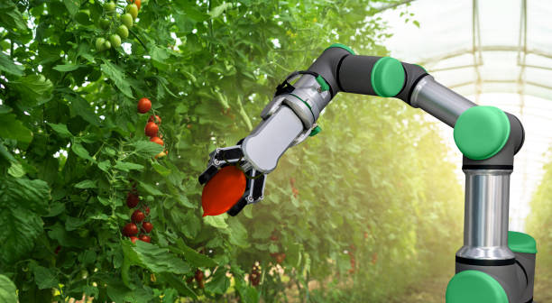 istock Robot is working in greenhouse with tomatoes 1401375991