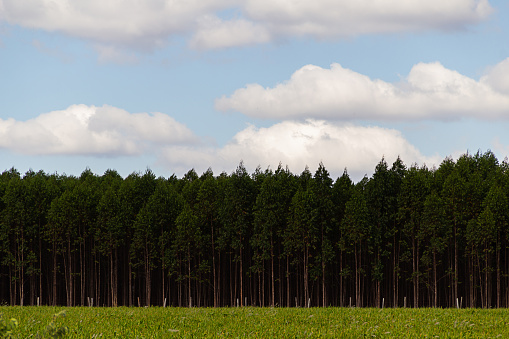 Pirenópolis, Goiás, Brazil – June 05, 2022: A eucalyptus plantation with blue sky and some clouds in the background.