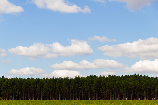 Pirenópolis, Goiás, Brazil – June 05, 2022: A eucalyptus plantation with blue sky and some clouds in the background.