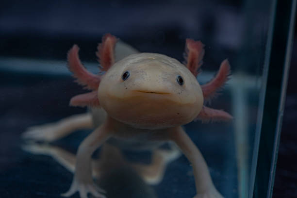 istock Smiling axolotl. Mexican ambistoma. Cute pet. 1401377387