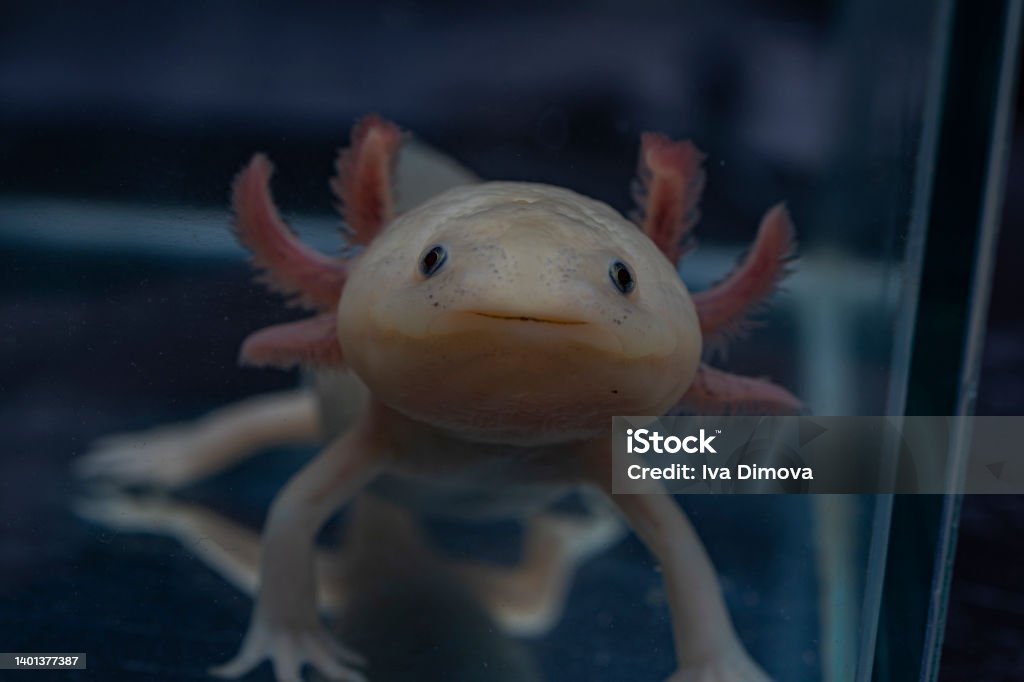 Smiling axolotl. Mexican ambistoma. Cute pet. Axolotl Stock Photo