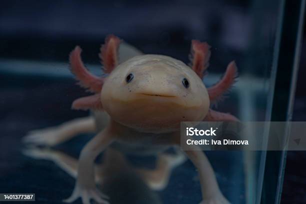 Smiling Axolotl Mexican Ambistoma Cute Pet Stock Photo - Download Image Now - Axolotl, Smiling, Albino