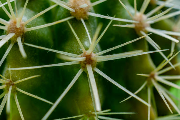 istock Thorns on a cactus - close-up 1401377391