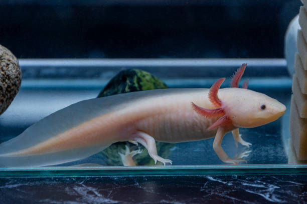 istock Axolotl is Mexican underwater walking fish. Salamander in aquarium 1401377393