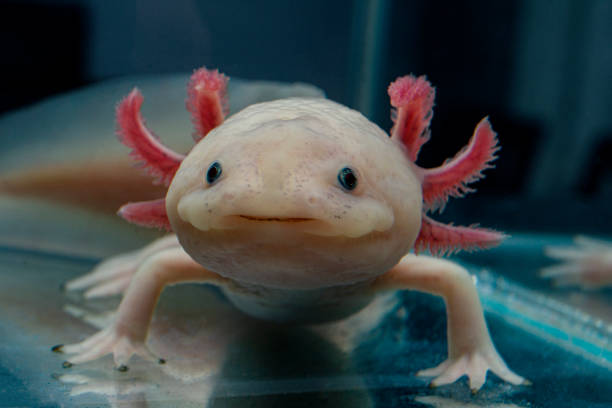 primer plano de un axolotl. ambistoma mexicano. - mascota exótica fotografías e imágenes de stock