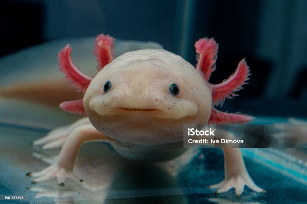 Close-up of an axolotl. Mexican ambistoma. Axolotl Stock Photo