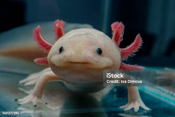 Closeup Of An Axolotl Mexican Ambistoma Stock Photo - Download Image Now - Axolotl, Fish, Pets