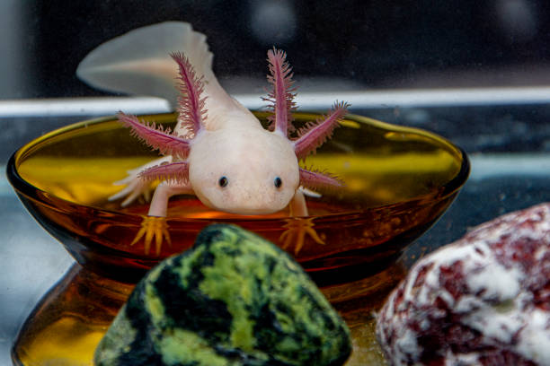 istock Adorable axolotl is exotic aquarium pet 1401377400