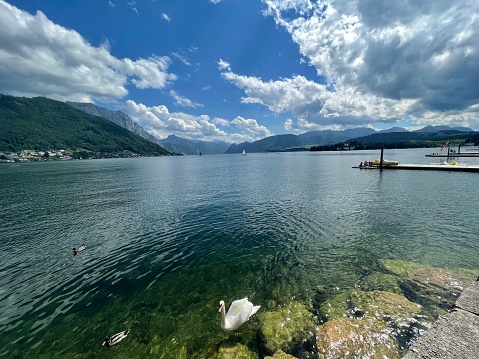 Tranquil scene with white swans at Traunsee on a summer day in June