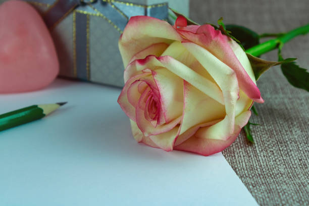 Rose flower on the background of a white sheet of paper, gift, heart and pencil, copy space