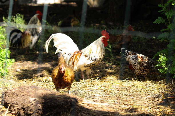 istock Domestic poultry farm 1401379808