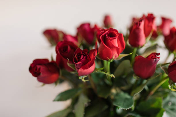 밝은 자연광에 두 개의 클래식 리치 레드 장미 - roses in a vase 뉴스 사진 이미지