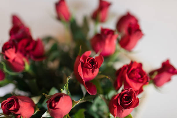 istock Two Dozen Classic Rich Red Roses in Bright Natural Light 1401381463