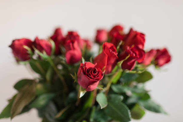 duas dúzias de rosas vermelhas ricas clássicas em luz natural brilhante - velvet rose flower thorn - fotografias e filmes do acervo