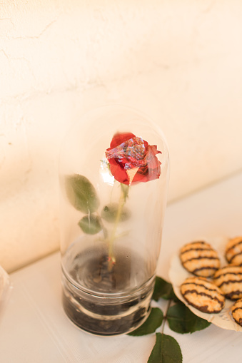 Elegant Single Red Rose Standing Upright in an Enclosed Glass Dome on a Dessert Table Next to Chocolate Cookies.