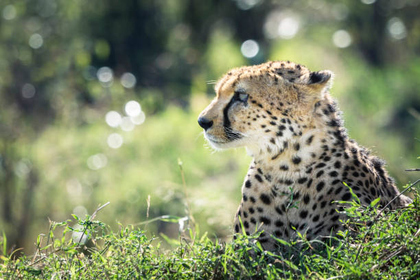 Cheetah (Acinonyx Jubatus) with injured eye, Masai Mara, Kenya