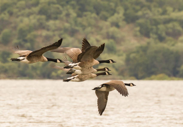 istock Canadian Geese in flight 1401381948