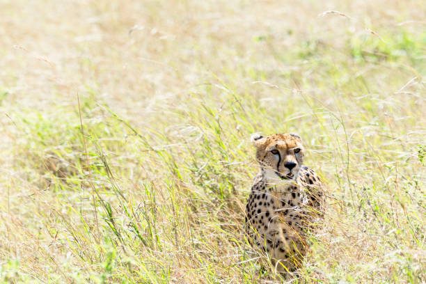istock Cheetah (Acinonyx Jubatus) in Masai Mara, Kenya 1401382933