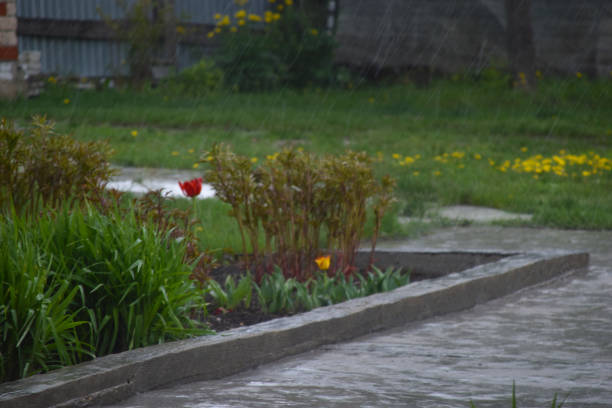 istock Drops of spring rain in a green garden 1401382945