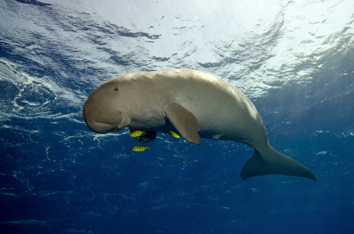 dugong in the red sea