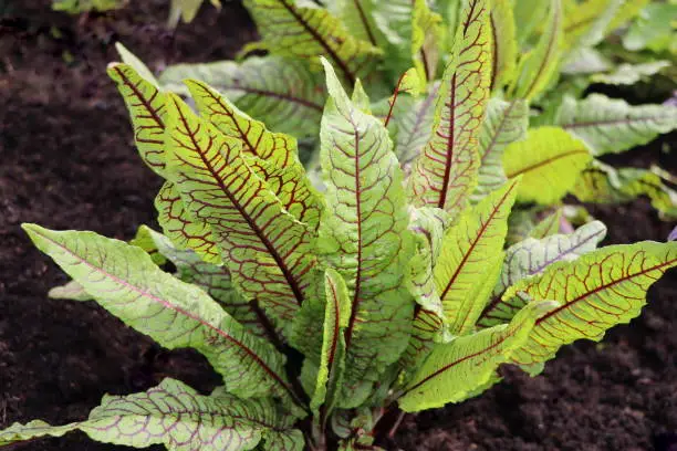 Blood Veined Sorrel Growing in Raised Bed .