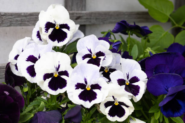 istock White viola tricolor floral background, spring pansies flowers. 1401385352